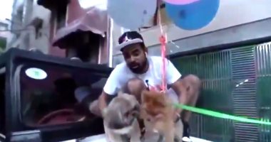 يوتيوبر يربط كلبه ببالونات الهليوم ويجعله يطير فى الهواء.. اعرف مصيره "فيديو وصور"