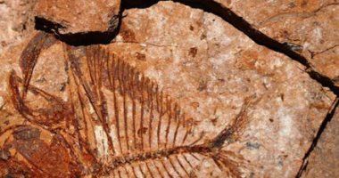 سمكة عمرها 56 مليون سنة.. اكتشاف مذهل فى صحراء الشرقية.. لايف