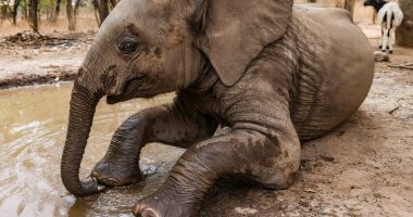 قصة فيلة ضلت القطيع وتركت والدتها.. والحمض النووى الأمل الوحيد فى لم شملهما