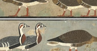 هل هذه اللوحة الجدارية المصرية القديمة تصور أنواعًا منقرضة من الأوز؟