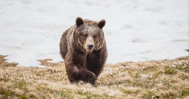 نقل الدب الأكثر وحدة فى العالم لمحمية طبيعية فى جبال الألب