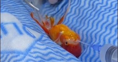 فيديو عملية جراحية لسمكة ذهبية بأستراليا لإزالة ورم يحظى بملايين المشاهدات