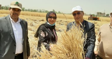 وكيل زراعة الشرقية: انتهاء موسم حصاد القمح والتوريد ممتد حتى 15 يوليو