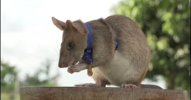 تكريم "فأر" اكتشف 71 لغما وأنقذ حياة البشرية.. فيديو وصور