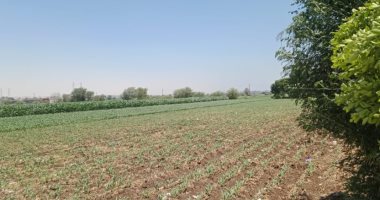 عشق الزراعة.. قرى المنيا تنتج بطاطس ونباتات عطرية وتصدرها للخارج (لايف وصور)