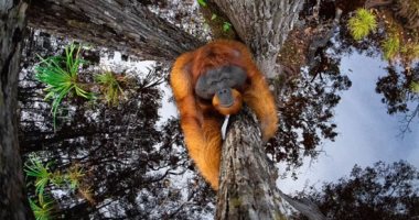 إنسان الغاب.. يتربع على عرش الصور الفائزة بجائزة مصور الطبيعة 2021.. ألبوم صور