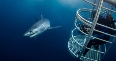 القفز بالمظلات والغوص مع أسماك القرش.. أفضل 5 أماكن لقضاء الإجازة حول العالم