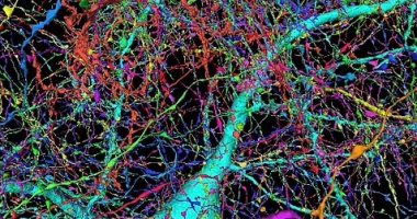 علماء جوجل وهارفارد يجمعون 225 مليون صورة لإنشاء خريطة للدماغ البشرى 3D