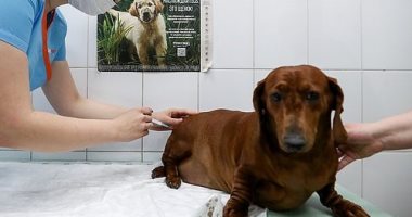 ديلى ميل:لقاح روسي ضد فيروس كورونا للحيوانات الأليفة يوفر حماية عالية 