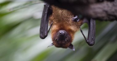 باحثون صينيون يكتشفون مجموعة من الفيروسات التاجية الجديدة فى الخفافيش