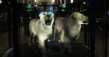 تقنية الواقع المعزز تعيد 11 نوعا منقرضا من الحيوانات لمتحف بباريس.. صور