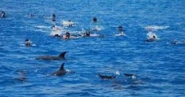 مشهد لم تراه من قبل.. 10 صور لأسراب الدلافين فى مرسى علم
