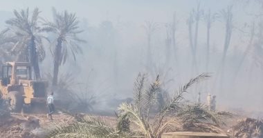 تفحم 70 نخلة فى حريق بمدينة موط بالوادى الجديد دون إصابات.. صور