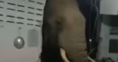 فيل يقتحم منزل مواطن تايلندى بحثا عن الطعام.. ويغادر بدون ضحايا
