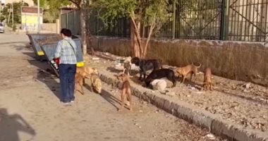 "بالتعقيم مش بالتسميم".. أول حملة لتطعيم كلاب الشوارع ضد السعار فى أسوان.. لايف