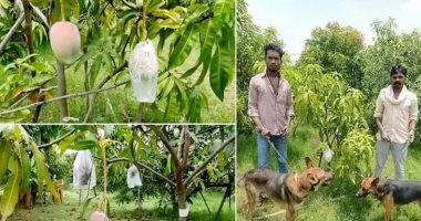 هندي يستأجر حراس وكاميرات مراقبة من أجل أغلى شجرة مانجو بالعالم.. فيديو وصور 