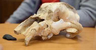 العثور على جمجمة دب من العصر الجليدى عمره 35000 عام