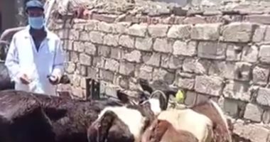 بدء الحملة القومية لتحصين الماشية ضد الحمى القلاعية بكفر الشيخ .. لايف وصور