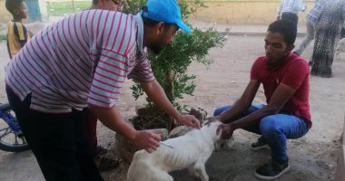 محافظ أسوان: تنفيذ حملات لتطعيم وتعقيم 200 كلب بالشوارع.. صور