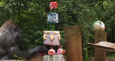 حديقة حيوان تقيم عيد ميلاد لأقدم غوريلا في العالم.. فيديو وصور 