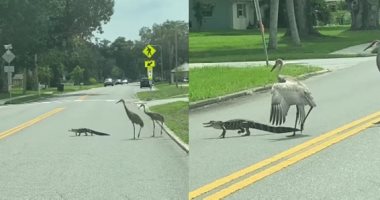 تمساح صغير يقود مجموعة طيور لعبور طريق سيارات فى ولاية فلوريدا.. فيديو