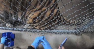 حديقة حيوان سان فرانسيسكو تلقح القطط والدببة والنمور ضد فيروس كورونا