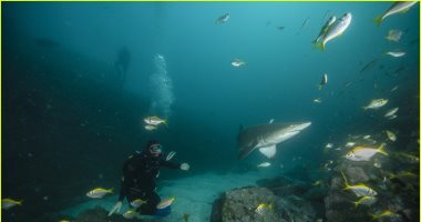 كريس هيمسوورث يغوص فى أعماق البحار بجوار أسماك القرش المفترسة .. فيديو 