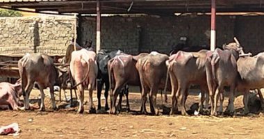 معهد التناسليات الحيوانية يصدر نشرة لتوعية المربين بتأثير الإجهاد الحرارى على الماشية
