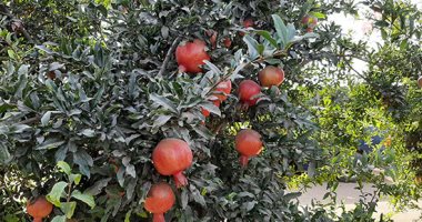 فيديو.. الرمان "طاب" على الشجر.. فاكهة تزرع للمرة الأولى بأرض الشرقية وتصدر إلى أوروبا