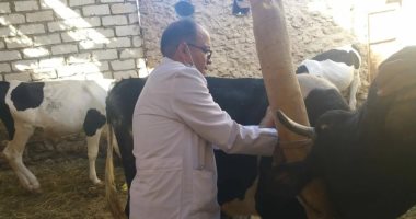 تحصين 6609 رأس ماشية وأغنام ضد مرض الحمى القلاعية بمطروح