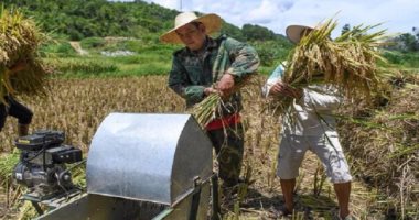مزارعون صينيون يحصدون محصول الأرز الفضائى.. اعرف التفاصيل