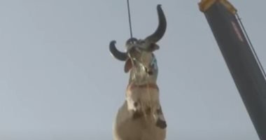 سكان كراتشي يقيمون طقوس غريبة لتجهيز الأبقار لذبحها فى عيد الأضحى .. فيديو