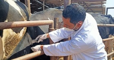 بيطرى الشرقية: فحص واختبار 7079 رأس ماشية ضد أمراض البروسيلا والدرن