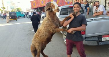 أضخم خروف بمدبح السيدة زينب وزنه 120 كيلو.. فيديو وصور