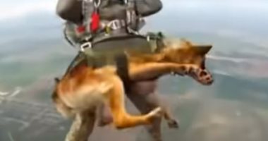 روسيا تدرب الكلاب على القفز بالمظلات من ارتفاع 4 آلاف متر.. فيديو وصور