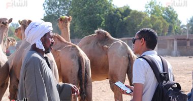 سوق الجمال فى أسوان ينتعش قبل عيد الأضحى.. 10 آلاف رأس تصل سوق دراو قادمة من السودان.. الأسعار تبدأ من 5 لـ10 آلاف جنيه.. التجار: بنعرف تفاصيل الجمل من أول نظرة.. والعلامة الخضراء فى أذنه دليل الصلاحية.. فيديو