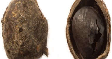 اكتشاف حبة فستق عمرها 2000 عام فى بريطانيا.. اعرف حكايتها