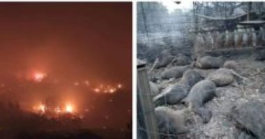 وكالة إيطالية: أوروبا تعلن عن تقديم مساعدات لإيطاليا للتعامل مع حرائق الغابات