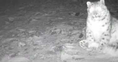 كاميرات توثق ظهور "نمر الثلج" فى كازاخستان .. الباحثين: خبر رائع وحدث نادر