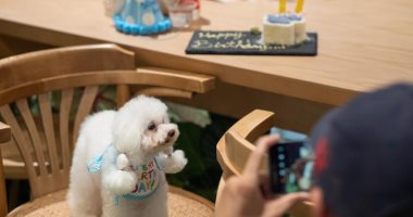 افتتاح أول مطعم للحيوانات الأليفة في مدينة شنجهاي بالصين .. صور