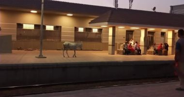 حمار يتجول داخل محطة قطارات المحلة رغم تجديدها في الغربية