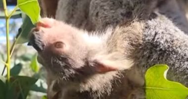 حديقة حيوان استرالية تحتفل بحيوان كوالا يبهر الزوار بحركاته البهلوانية.. فيديو