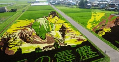 مشروع "مرح".. مدينة يابانية تحول حقول الأرز إلى لوحات فنية .. ألبوم صور