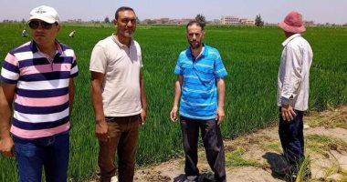 زراعة الشرقية: تنفيذ المدارس الحقلية للنهوض بمحصول الأرز بمركزى أبوكبير وكفر صقر