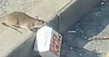 فأر جائع يسرق وجبة سقطت على الطريق.. فيديو وصور