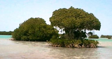 جمال أشجار المانجروف على سواحل جنوب البحر الأحمر فى 15 صورة بديعة