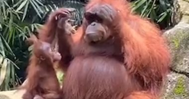 مشهد طريف لقرد يرتدى نظارة شمسية في حديقة حيوانات بإندونيسيا .. صور 