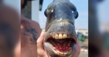 سمكة بأسنان بشرية ترعب رواد شاطئ فى أمريكا.. ما قصتها؟ (فيديو)