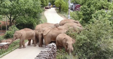 رحلة الأفيال الغامضة.. قطيع يثير حيرة العلماء ويدفع الصين لإجلاء 150 ألف شخص