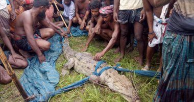 قرويون في بنجلاديش يصطادون تمساحا طوله 2,3 متر اندثر محلياً